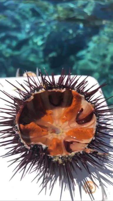 Appartamento Al Centro Di Ustica Isola di Ustica Bagian luar foto